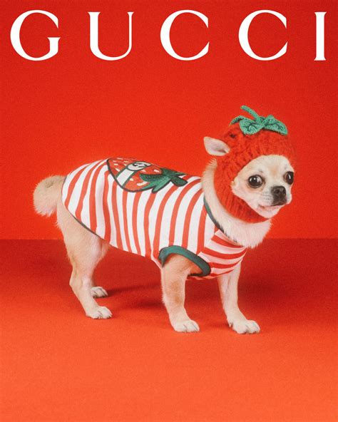 gucci pet kind|gucci pet products.